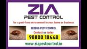 Top Bed Bug Pest Control in bangalore | 6017 | Zia pest control |